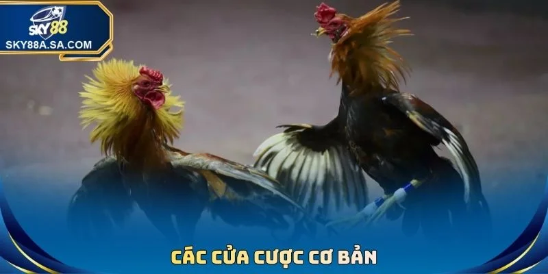 Đá Gà Cựa Dao - Kịch Tính Từng Giây, Nhận Thưởng Lớn 4 Các cửa cược cơ bản