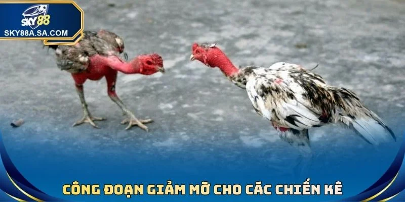 Công đoạn giảm mỡ cho các chiến kê