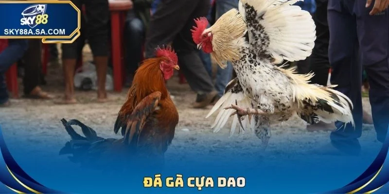 Đá Gà Cựa Dao - Kịch Tính Từng Giây, Nhận Thưởng Lớn 1 Đá Gà Cựa Dao