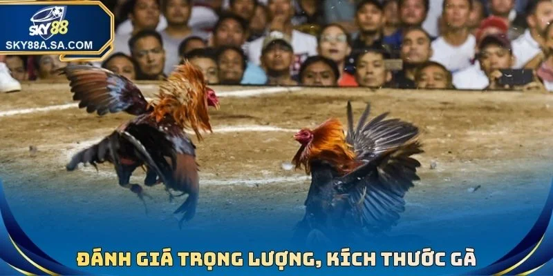 Xem Cựa Gà Đá Chuẩn Xác - Tuyệt Chiêu Hốt Bạc Nhà Cái 3 Đánh giá trọng lượng, kích thước gà