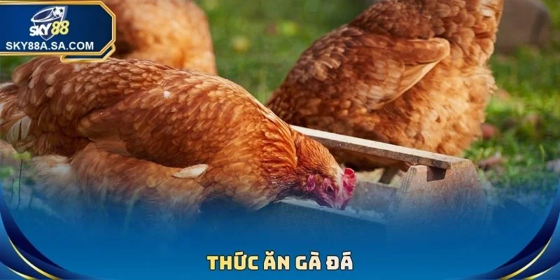 Thức Ăn Gà Đá - Chế Độ Giúp Chiến Kê Sung Mãn Tài Cựa 2 Thức Ăn Gà Đá