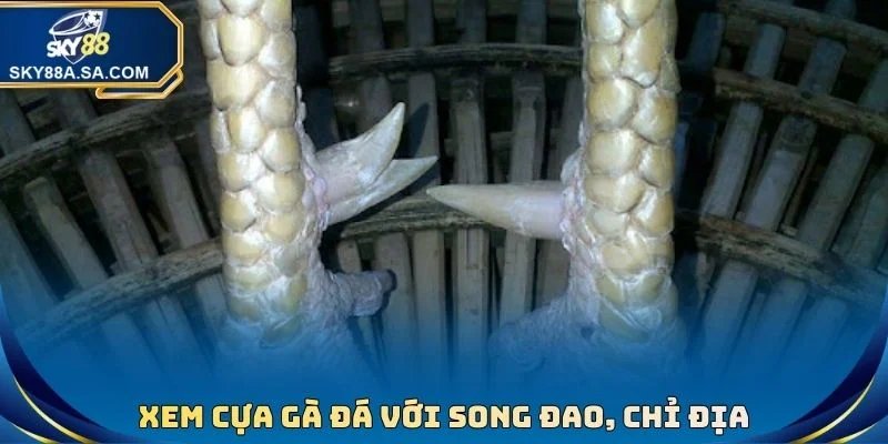 Xem Cựa Gà Đá Chuẩn Xác - Tuyệt Chiêu Hốt Bạc Nhà Cái 2 Xem cựa gà đá với Song Đao, Chỉ Địa