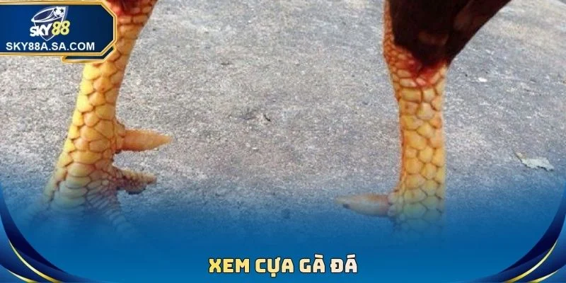 Xem Cựa Gà Đá Chuẩn Xác - Tuyệt Chiêu Hốt Bạc Nhà Cái 3 Xem Cựa Gà Đá