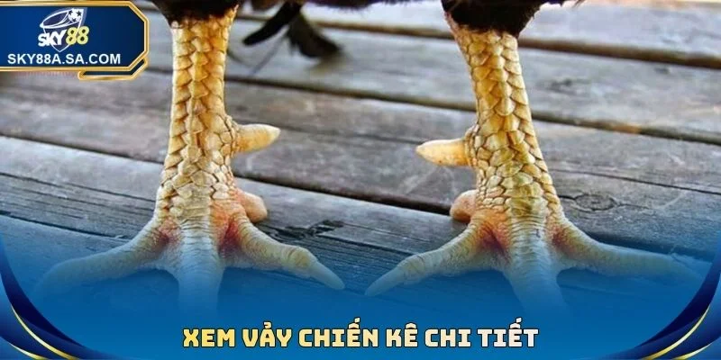 Xem Cựa Gà Đá Chuẩn Xác - Tuyệt Chiêu Hốt Bạc Nhà Cái 4 Xem vảy chiến kê chi tiết